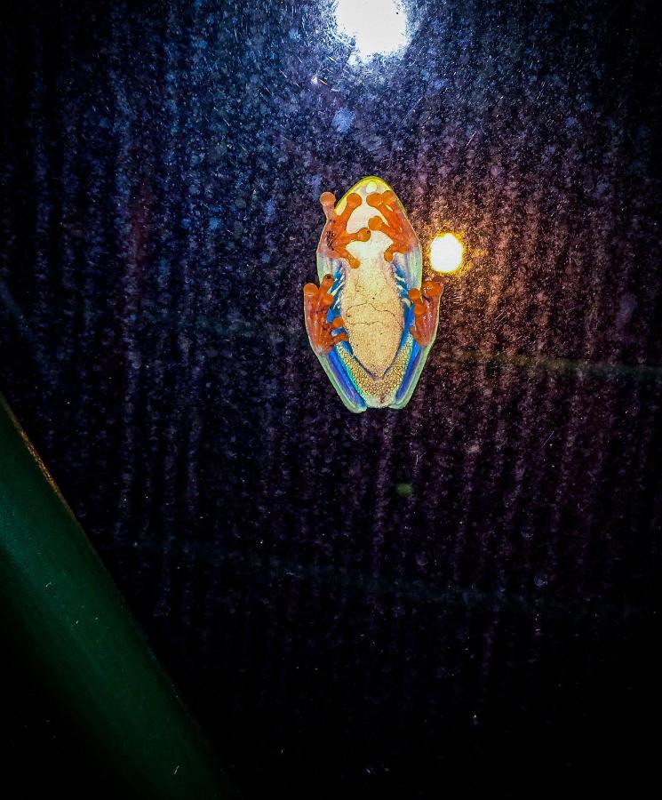 ホテル Momotus Glamping Florencia エクステリア 写真